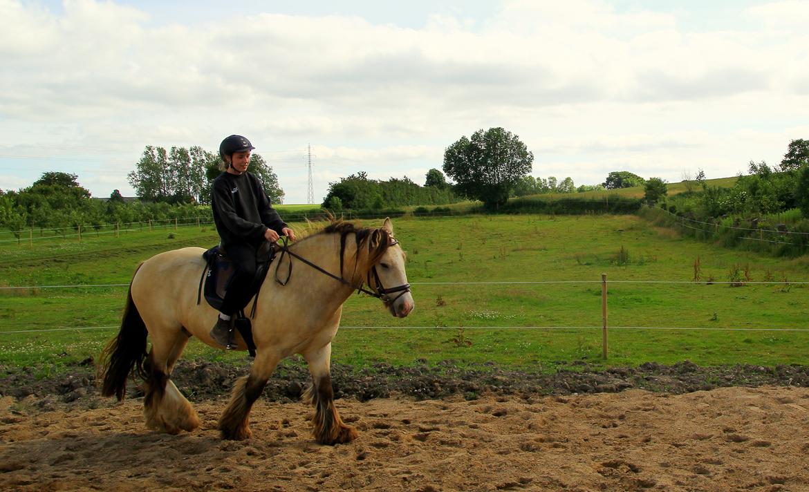 Irish Cob Nydals Sir Winston billede 18