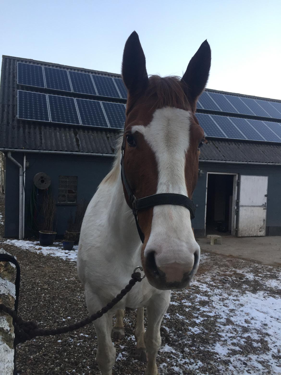 Anden særlig race Freja - Det her er det allerførste billede jeg tog af hende, da jeg var ude og prøve hende :-) billede 6