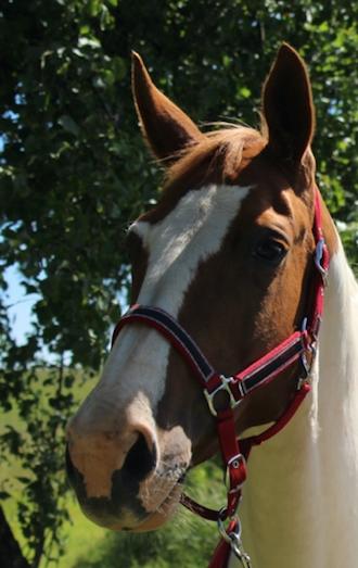 Anden særlig race Freja - Velkommen til smukke Freja's profil!  billede 1