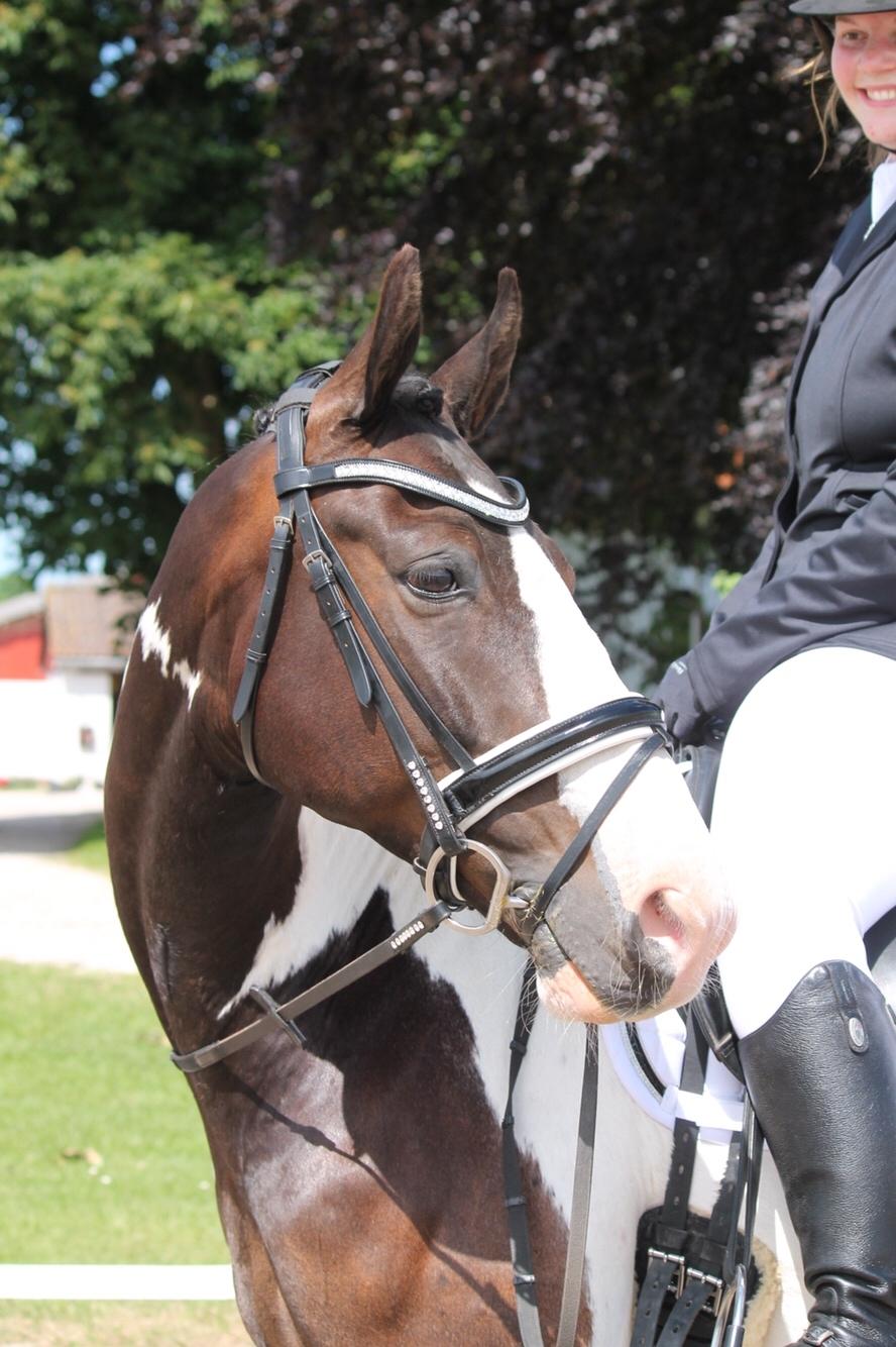 Pinto Bakkegaarden's Montoya billede 1