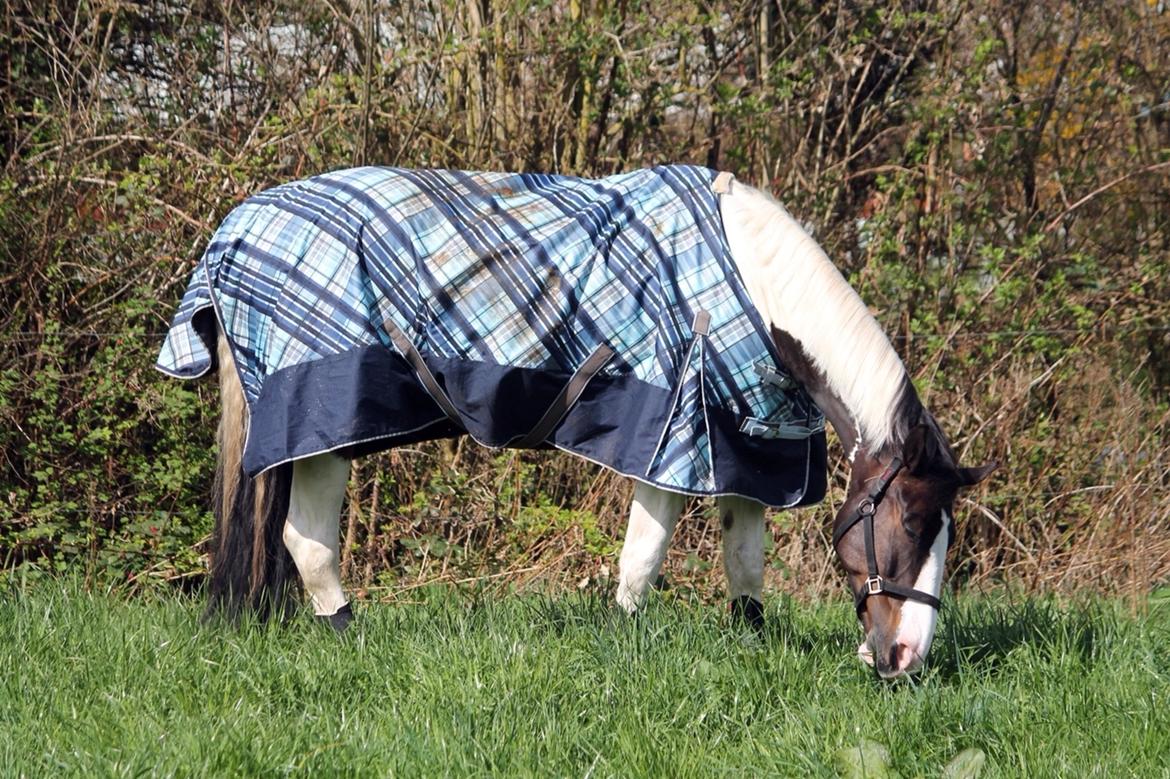 Pinto Bakkegaarden's Montoya billede 2