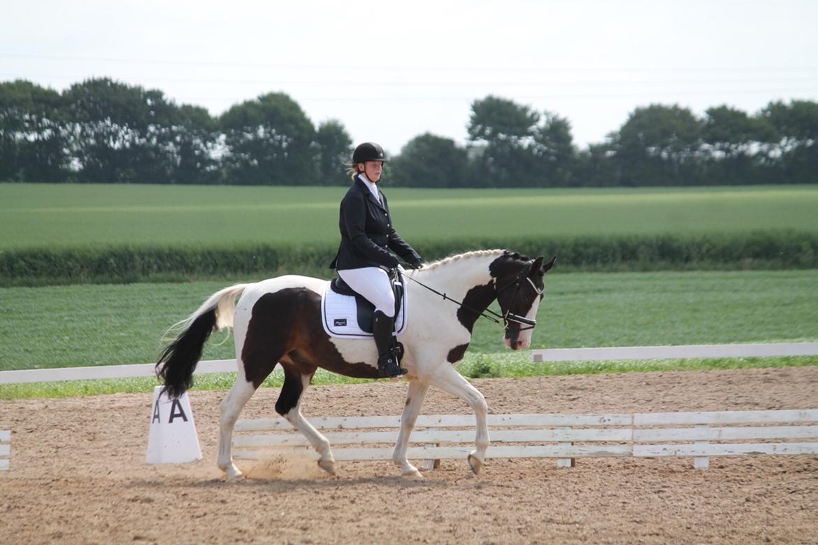 Pinto Bakkegaarden's Montoya billede 4