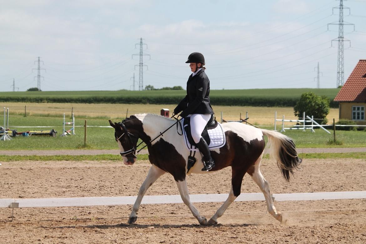 Pinto Bakkegaarden's Montoya billede 5