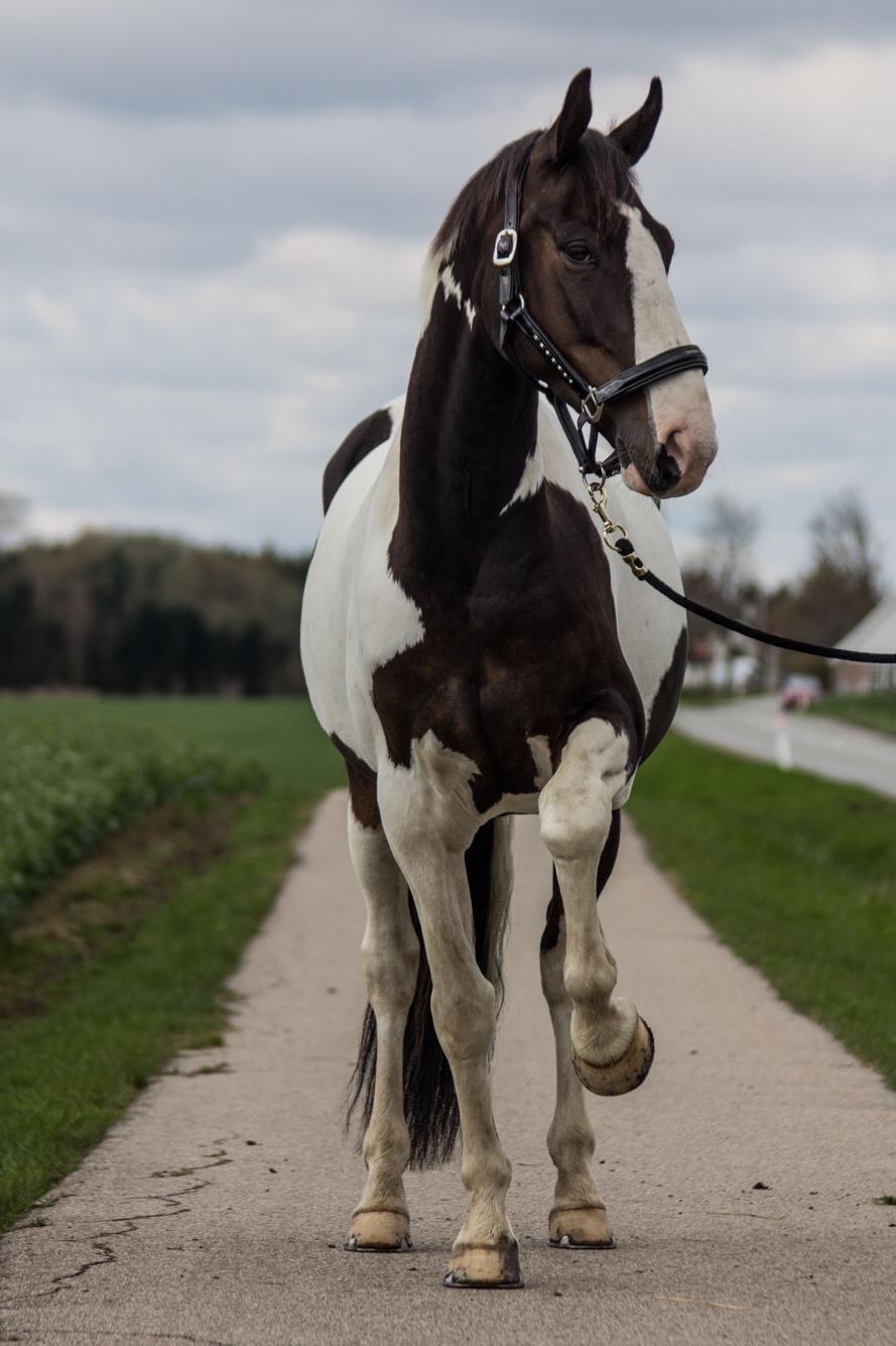 Pinto Bakkegaarden's Montoya billede 6