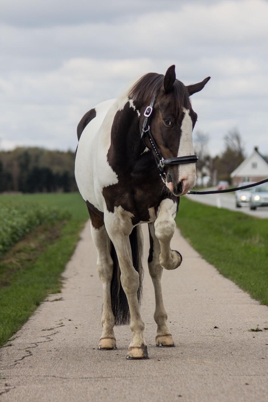 Pinto Bakkegaarden's Montoya billede 11