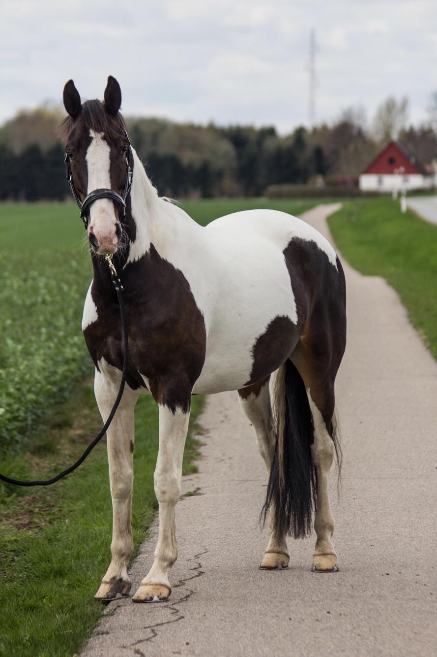 Pinto Bakkegaarden's Montoya billede 13