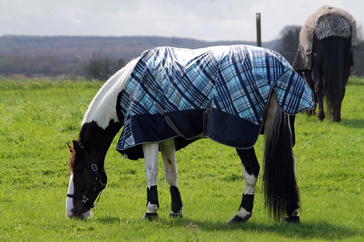 Pinto Bakkegaarden's Montoya billede 15