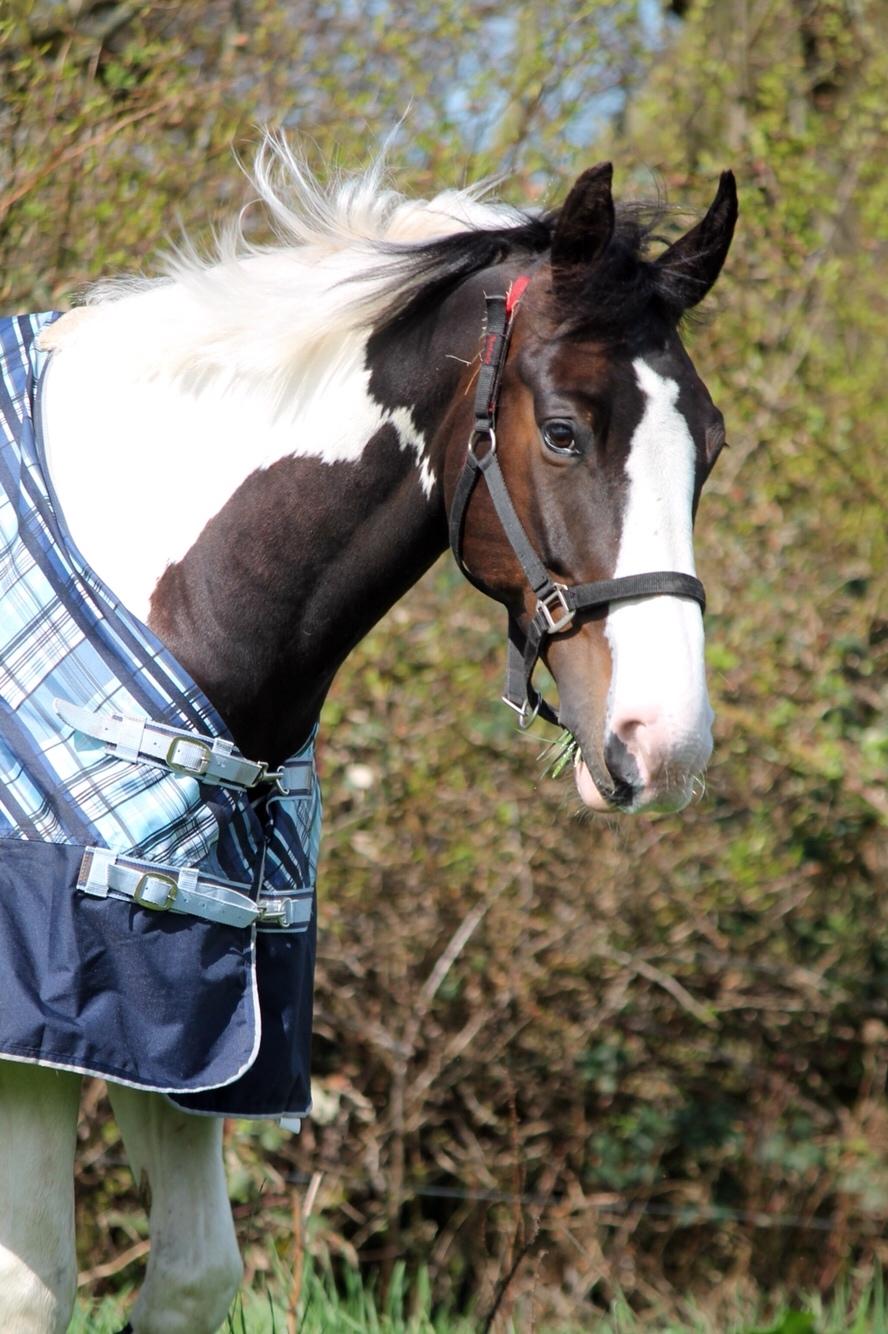 Pinto Bakkegaarden's Montoya billede 17