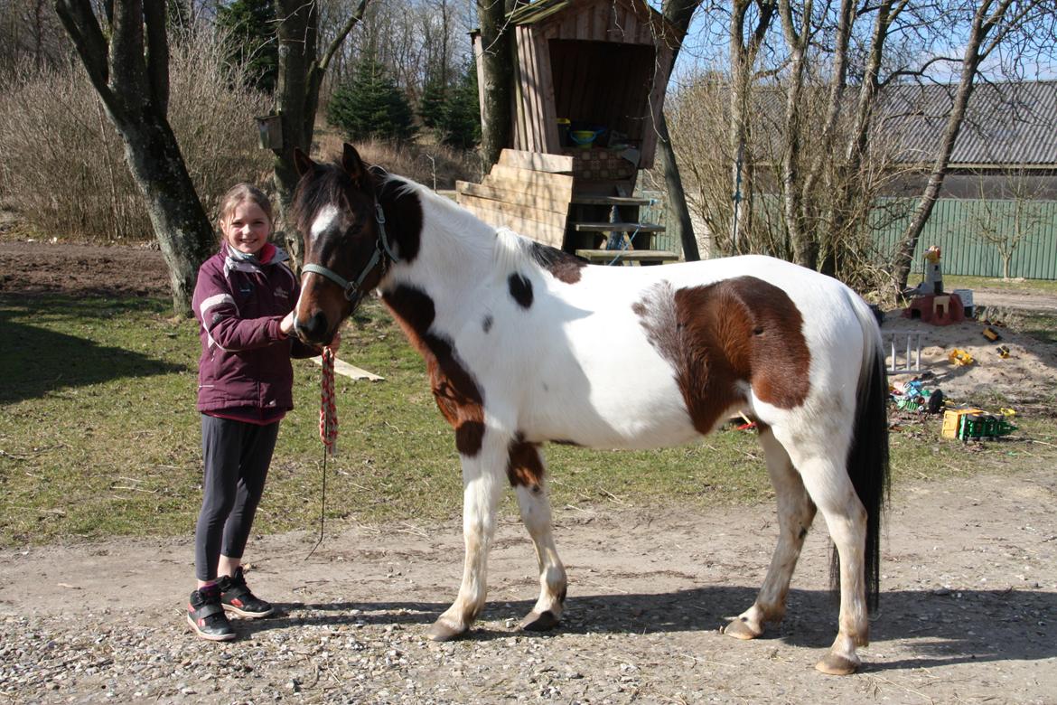 Pinto Østers hollyday billede 1