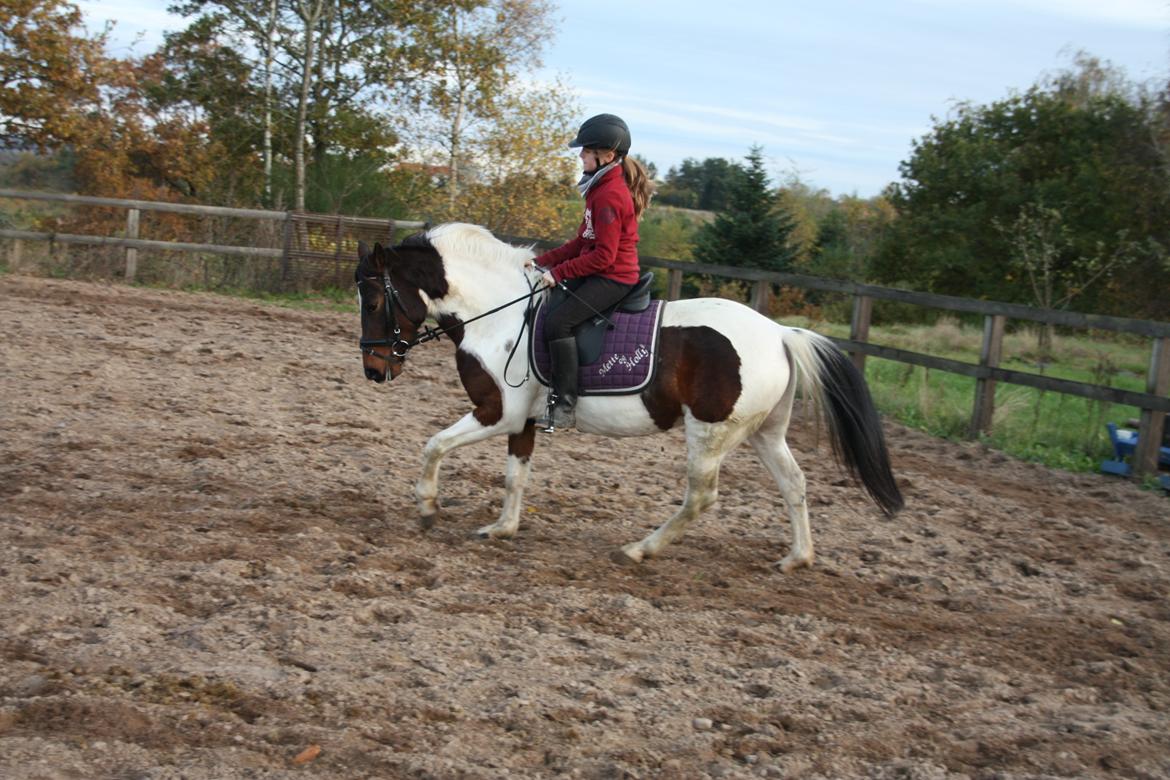 Pinto Østers hollyday billede 3