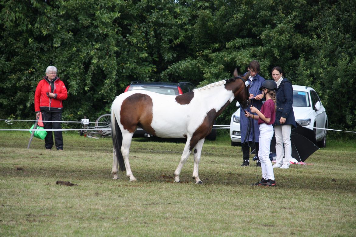 Pinto Østers hollyday billede 4