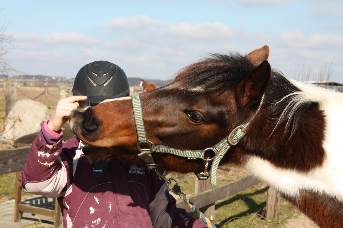 Pinto Østers hollyday billede 5