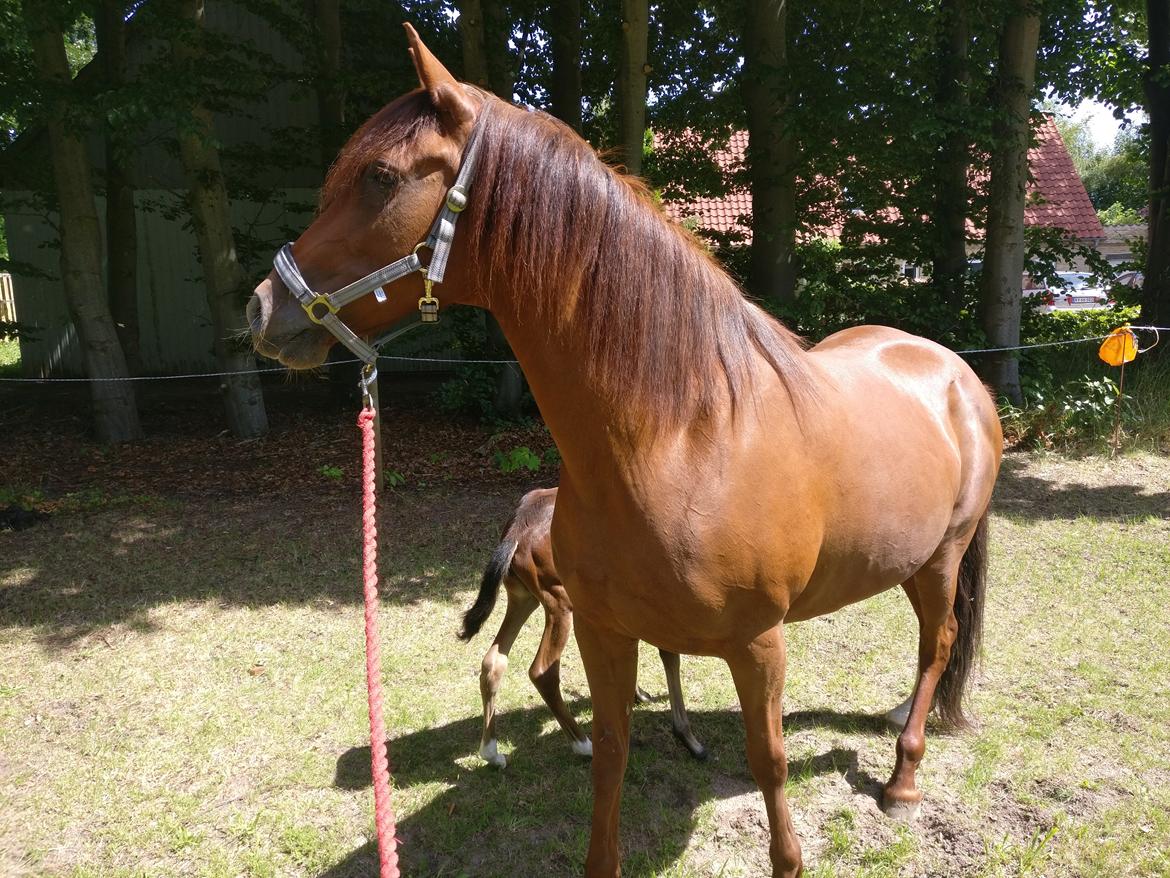 Paso-Peruanos GGS Jimina R.I.P billede 2