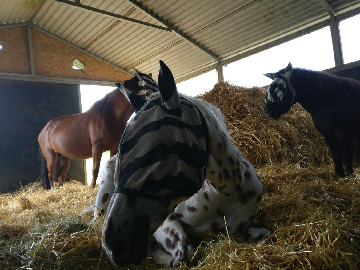 Appaloosa Santuti R.I.P billede 4