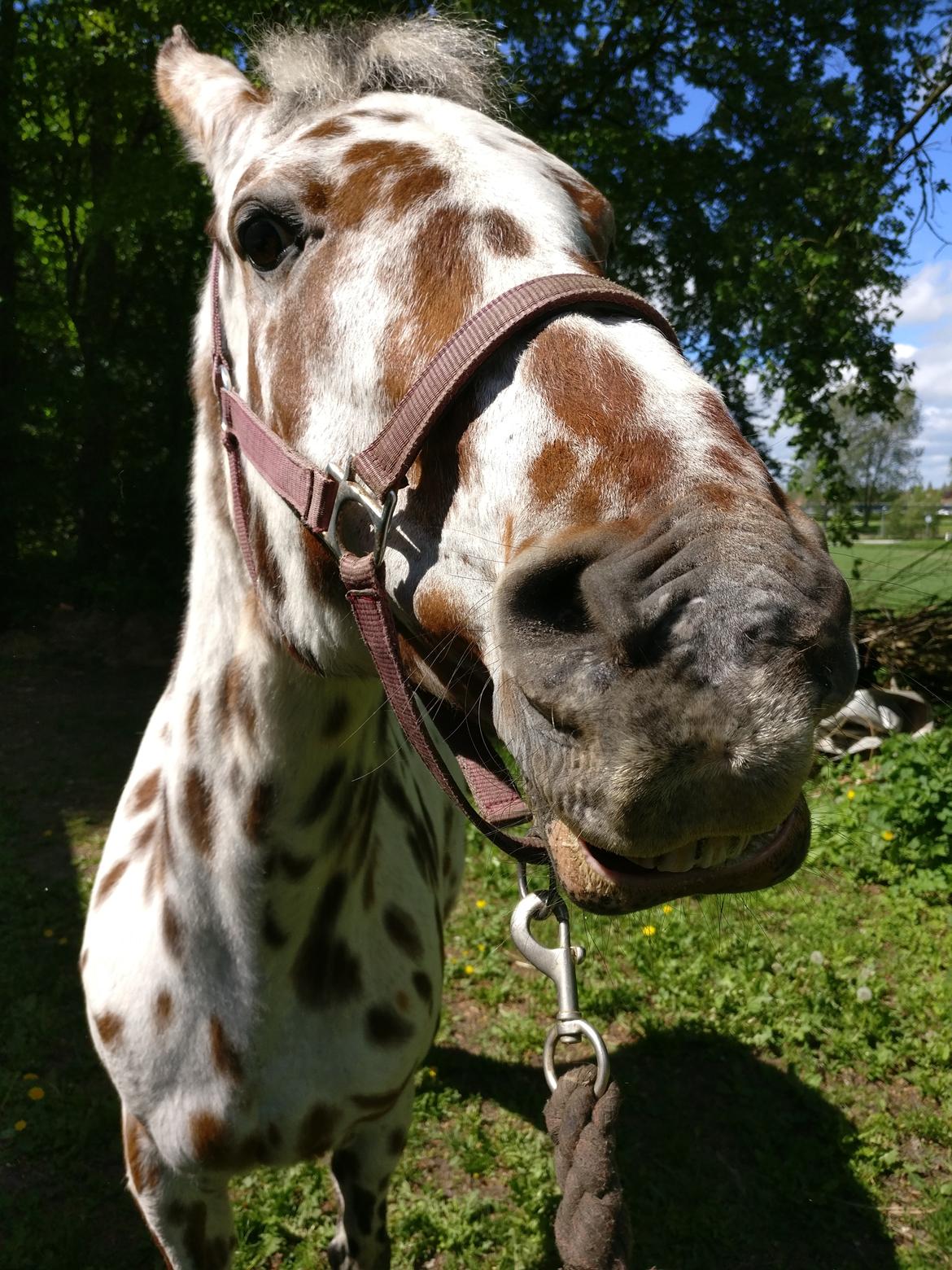 Appaloosa Santuti R.I.P billede 2