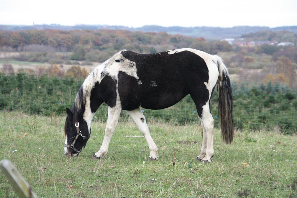 Pinto Vidtskue's fenja billede 1