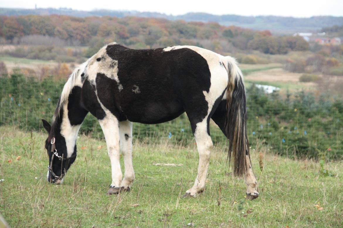 Pinto Vidtskue's fenja billede 2