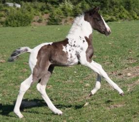 Pinto Vidtskue's fenja billede 3