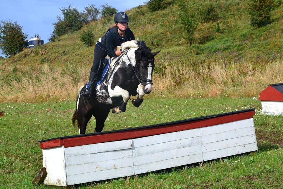 Pinto Vidtskue's fenja billede 5