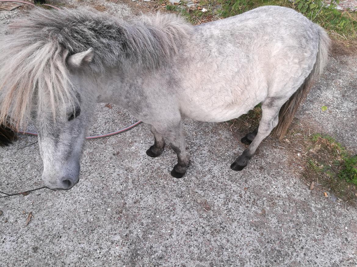 Shetlænder Máni (tidl. Hest) billede 20