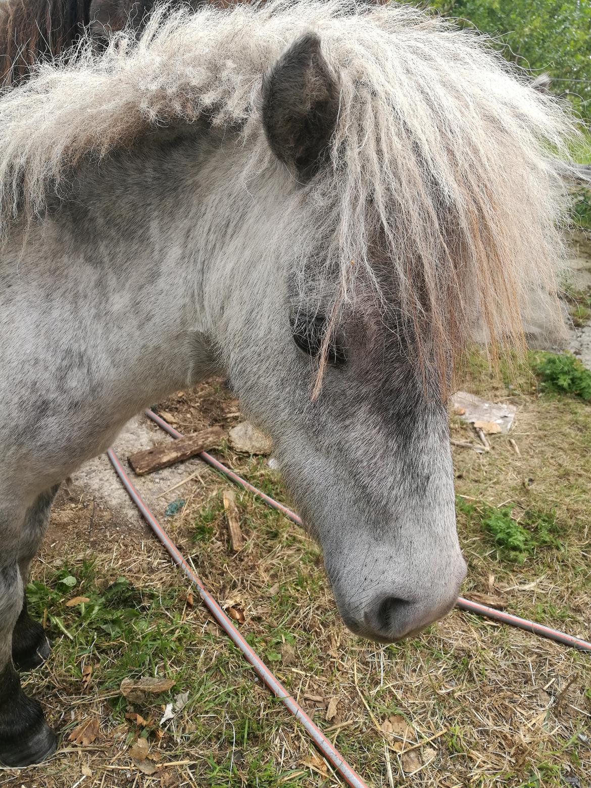 Shetlænder Máni (tidl. Hest) billede 21