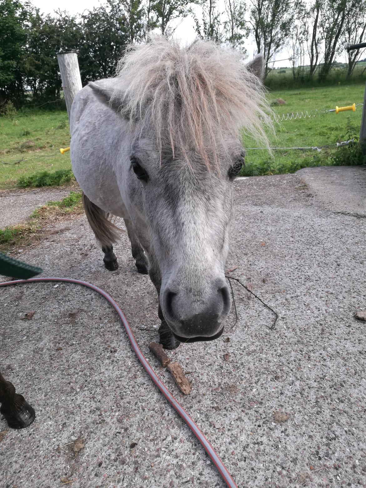 Shetlænder Máni (tidl. Hest) billede 24