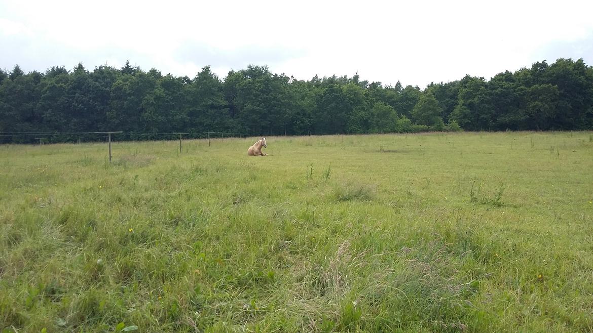 Welsh Partbred (Sec F) Aastrupsgaards Lukas billede 10