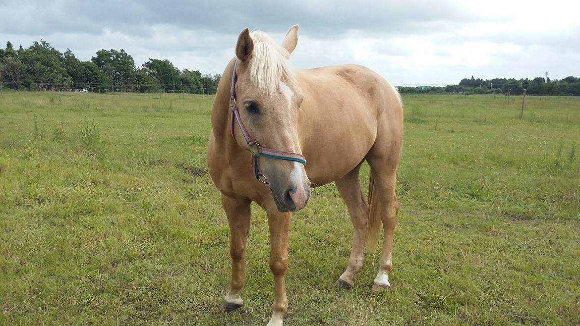 Welsh Partbred (Sec F) Aastrupsgaards Lukas billede 11