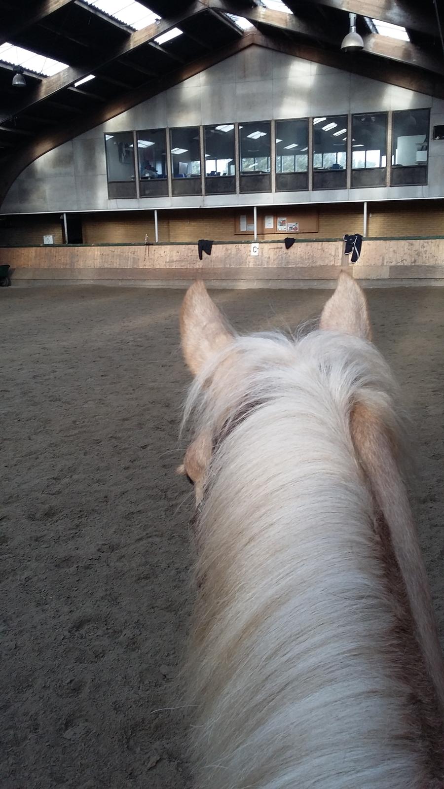 Welsh Partbred (Sec F) Aastrupsgaards Lukas billede 12