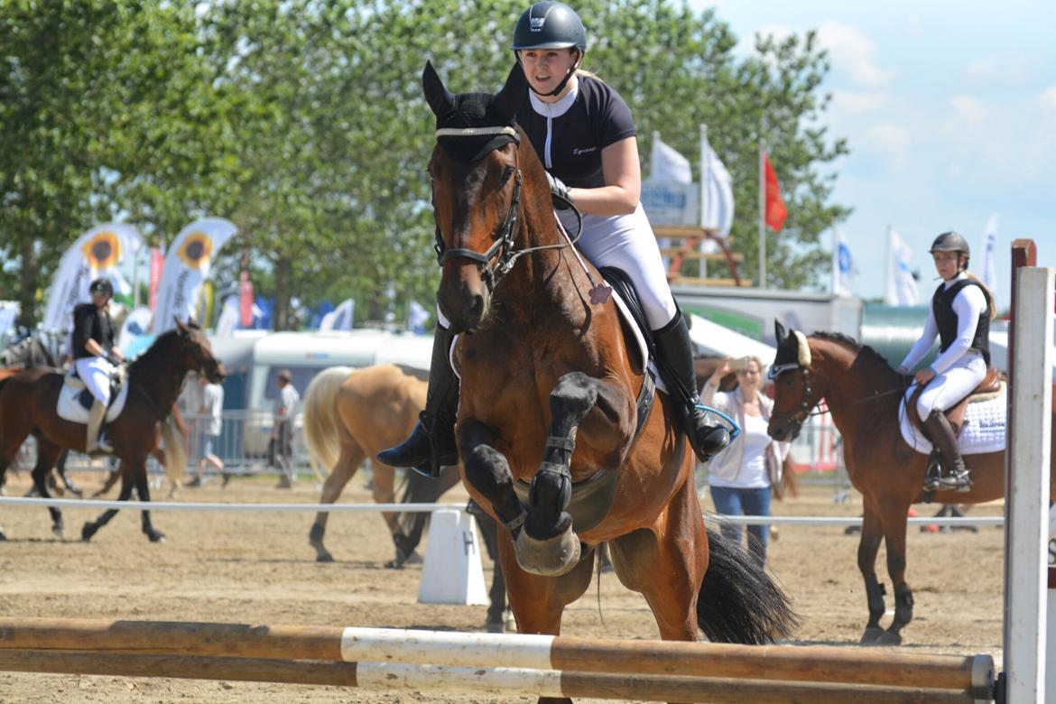 Oldenborg Cornett  - Springstafet Herning Landsskue 2017 billede 5