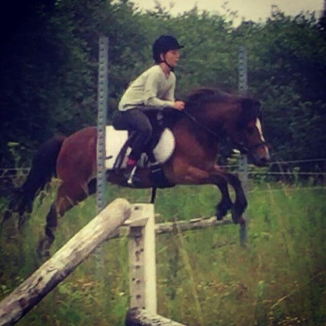 Gotlandsruss Pingo pan billede 1