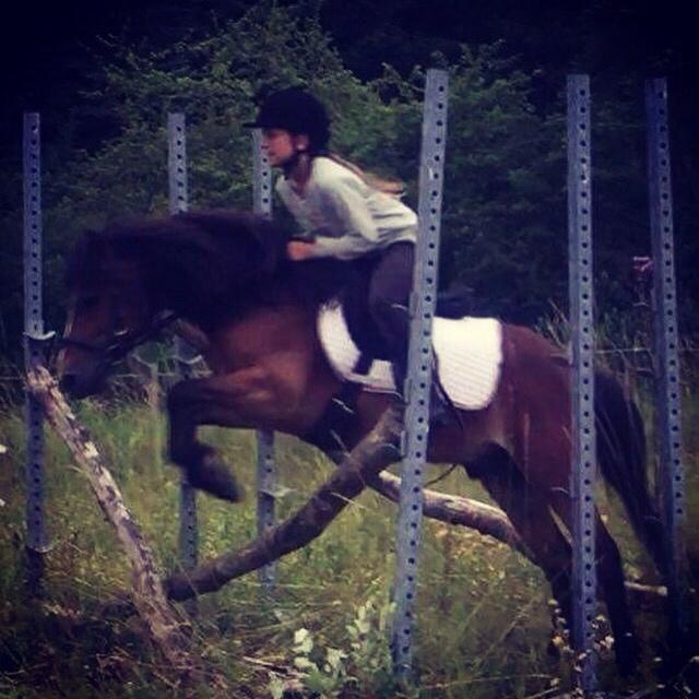 Gotlandsruss Pingo pan billede 2