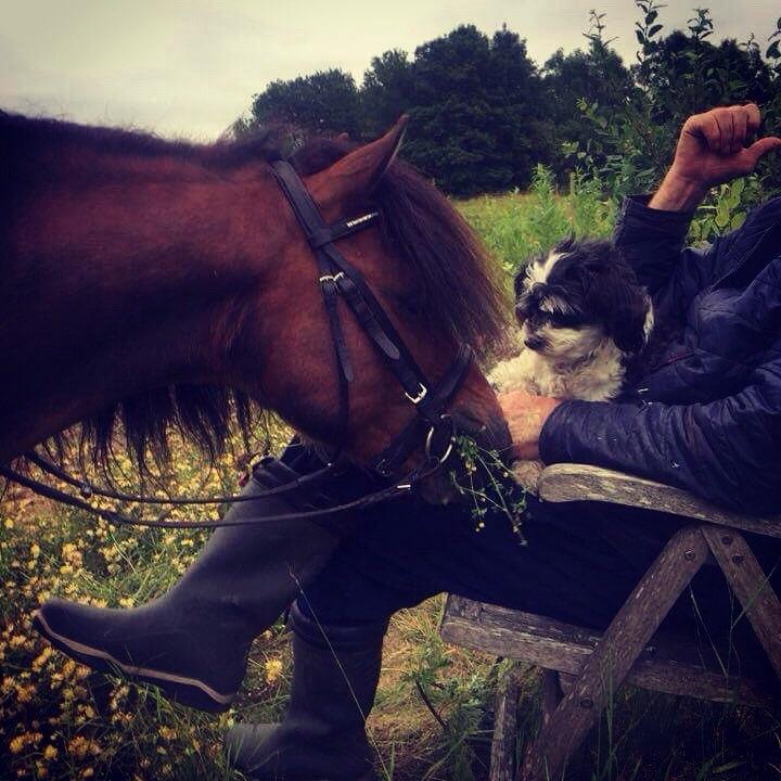 Gotlandsruss Pingo pan billede 4