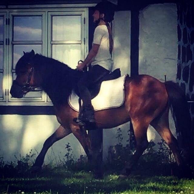 Gotlandsruss Pingo pan billede 6