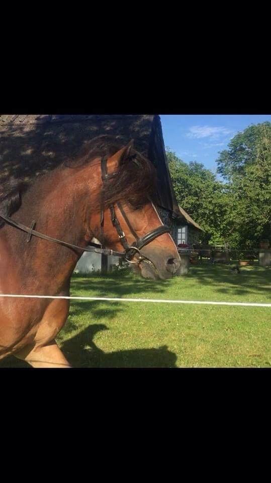 Gotlandsruss Pingo pan billede 8