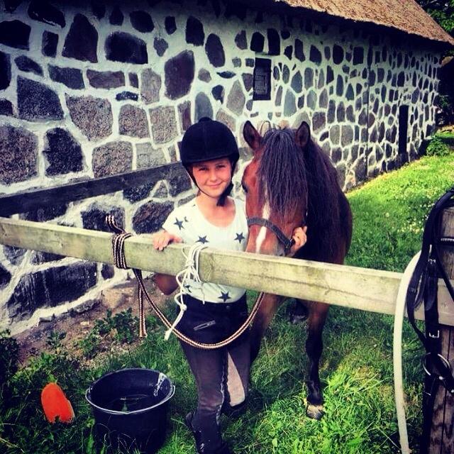 Gotlandsruss Pingo pan billede 7