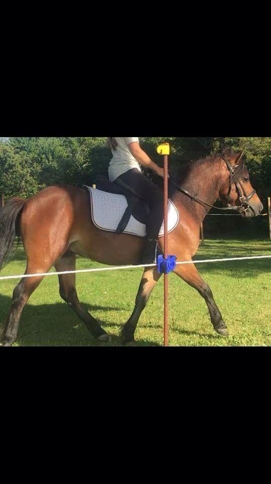 Gotlandsruss Pingo pan billede 9