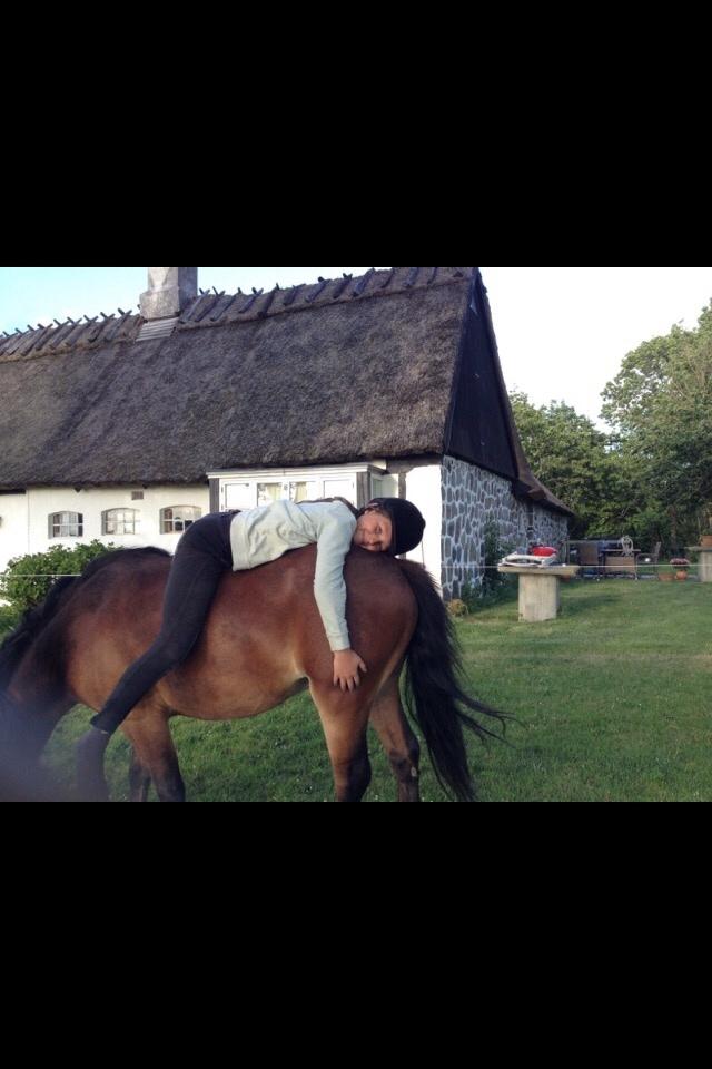 Gotlandsruss Pingo pan billede 11