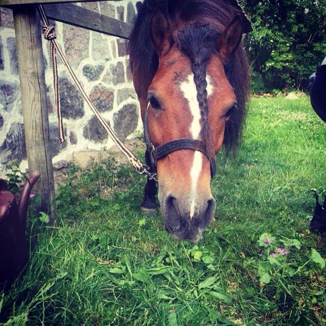 Gotlandsruss Pingo pan billede 10