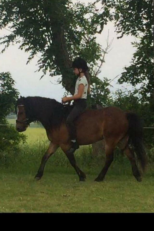 Gotlandsruss Pingo pan billede 13