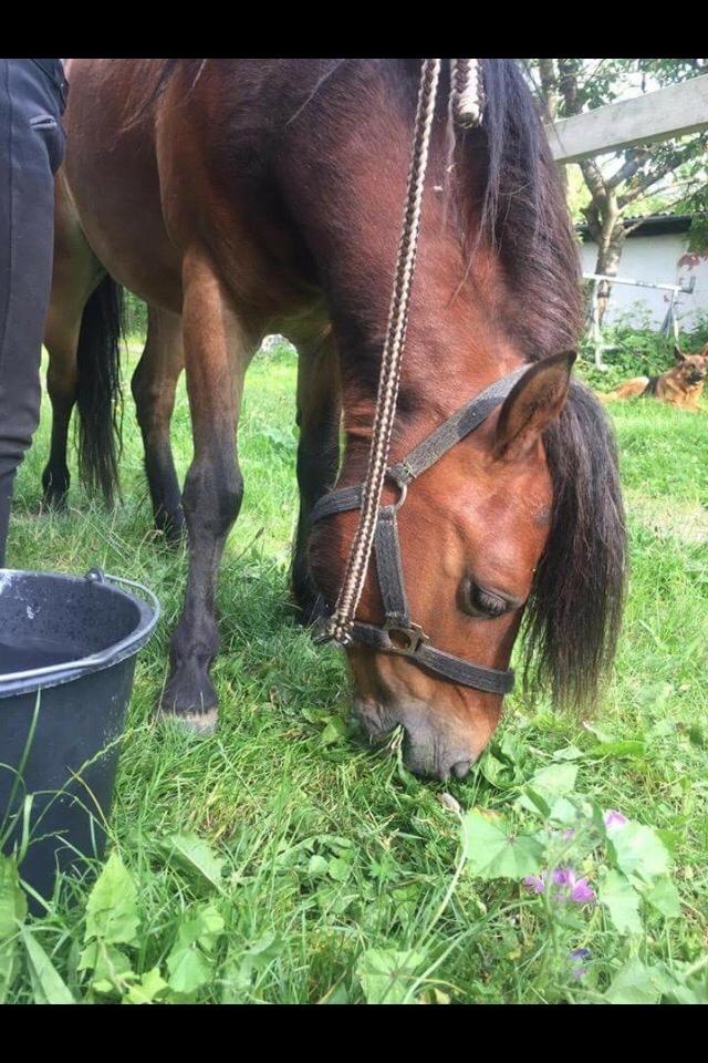 Gotlandsruss Pingo pan billede 12