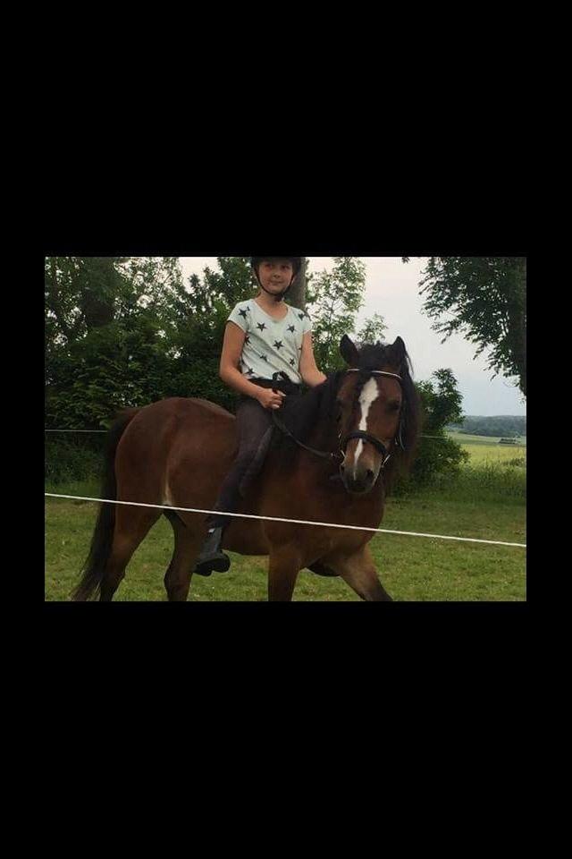 Gotlandsruss Pingo pan billede 14