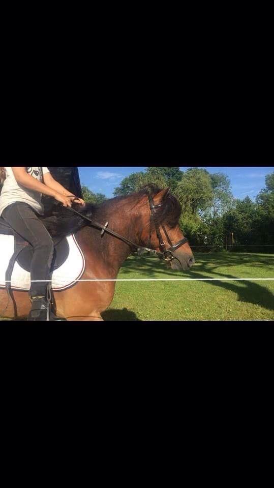 Gotlandsruss Pingo pan billede 17