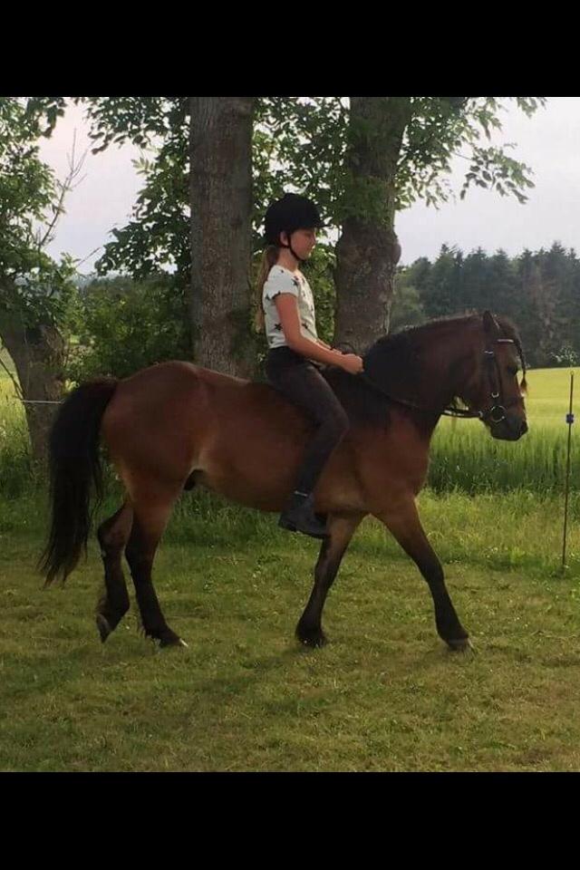 Gotlandsruss Pingo pan billede 16