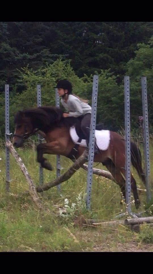 Gotlandsruss Pingo pan billede 19