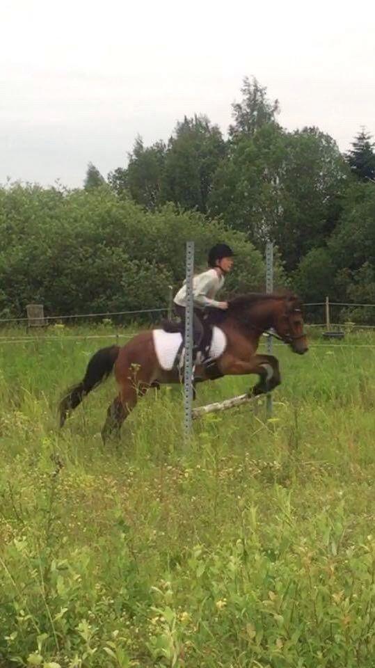 Gotlandsruss Pingo pan billede 18