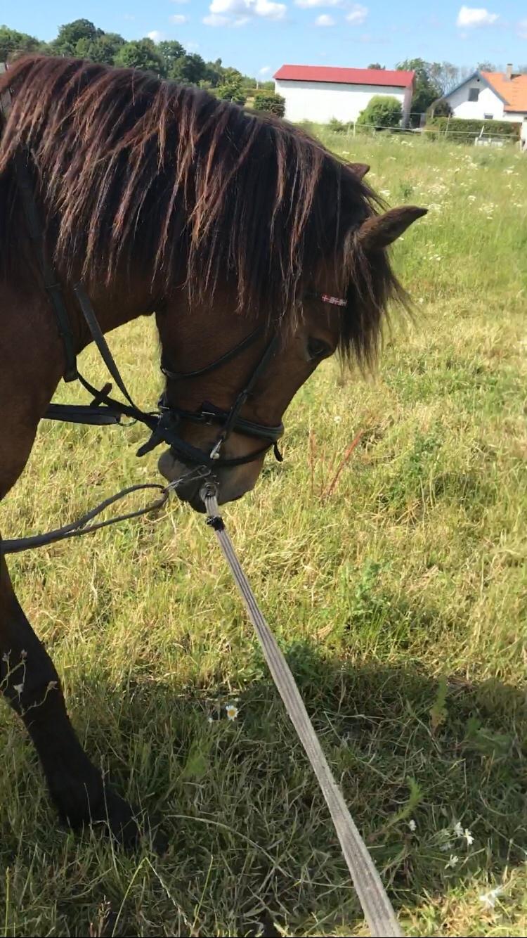 Anden særlig race Herkules billede 2