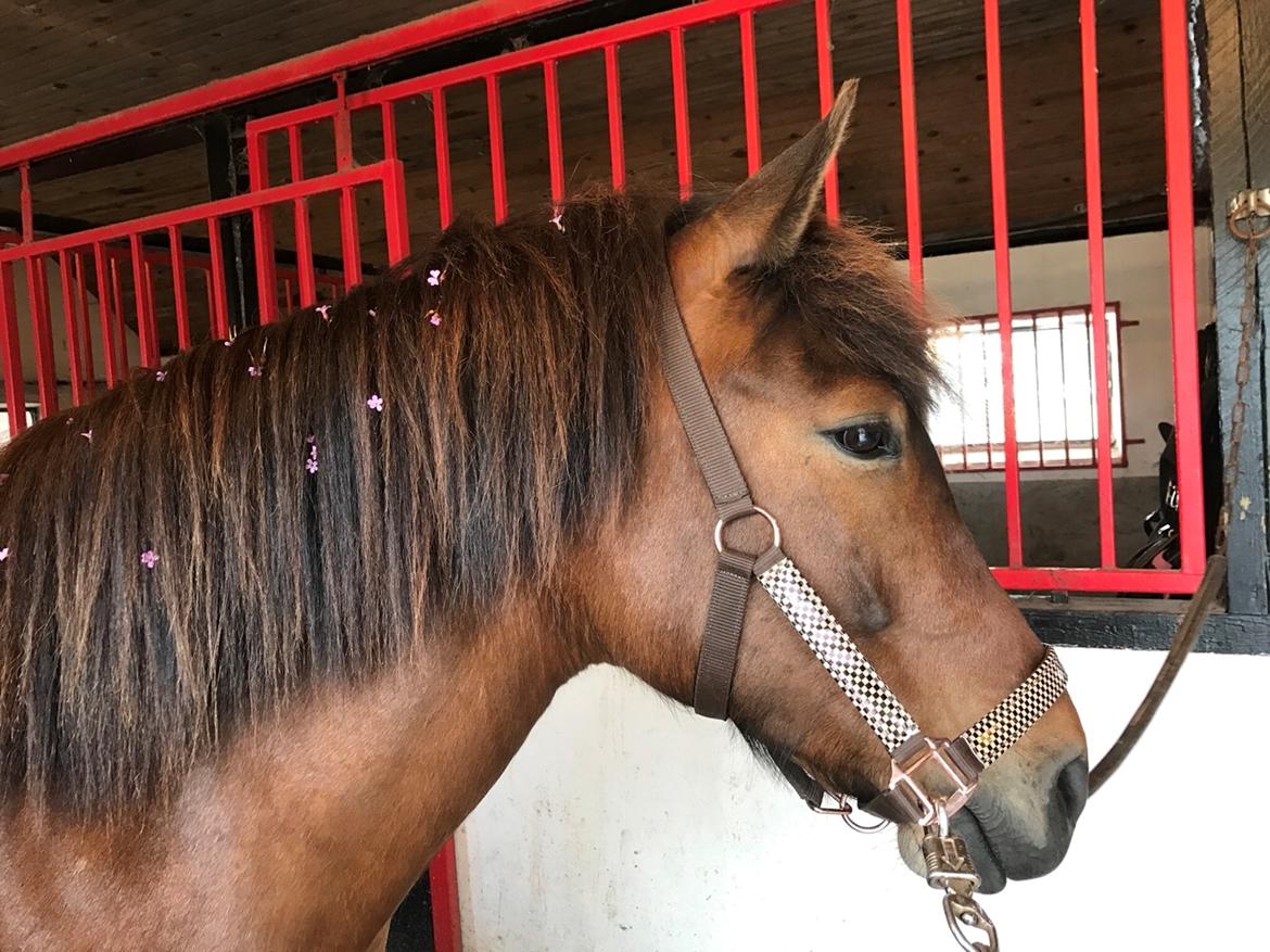 Anden særlig race Herkules billede 1