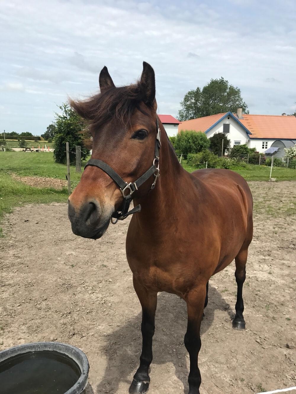 Anden særlig race Herkules billede 3