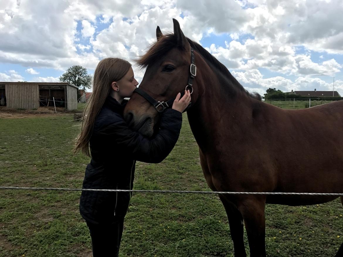 Anden særlig race Herkules billede 4